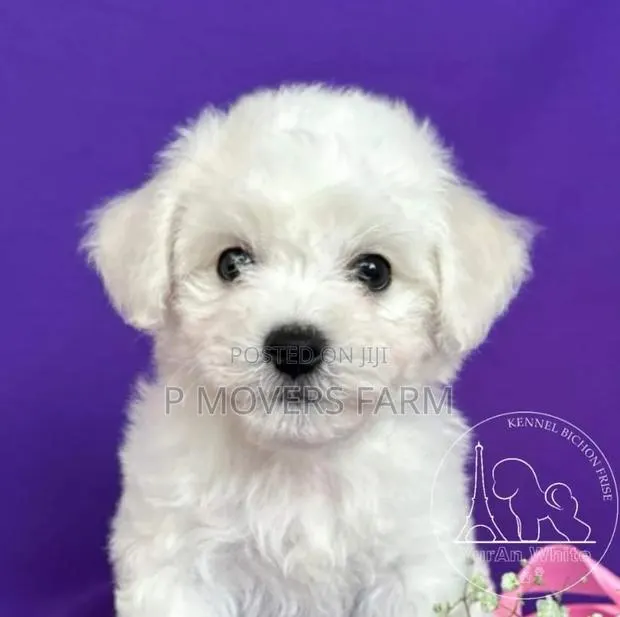1-3 months Female Purebred Poodle · Photo 1