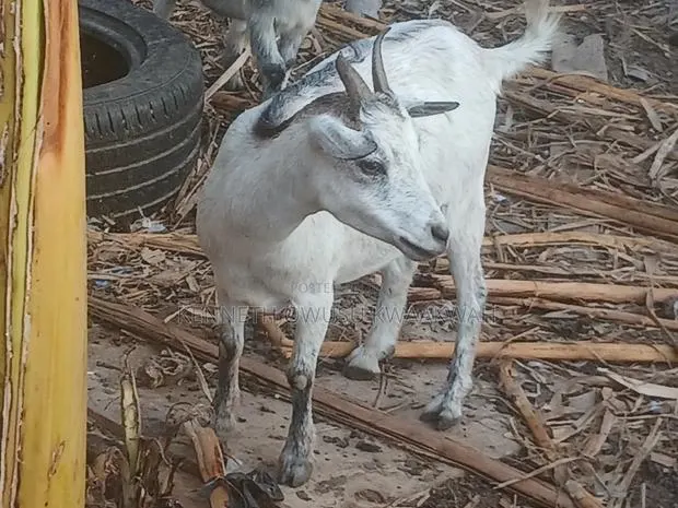 Female Goat,2nd Birth Femal Goat · Photo 1