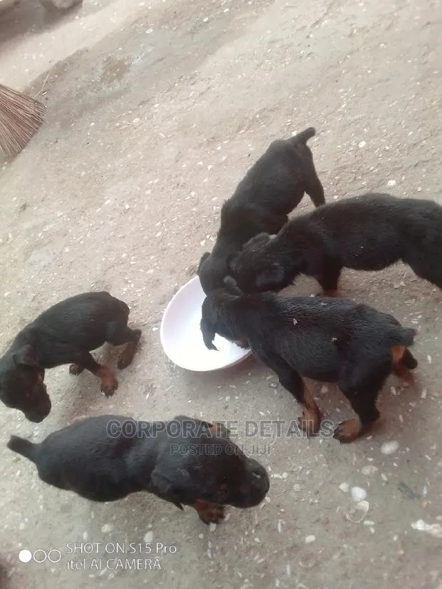 0-1 Month Male Purebred Doberman Pinscher · Photo 1