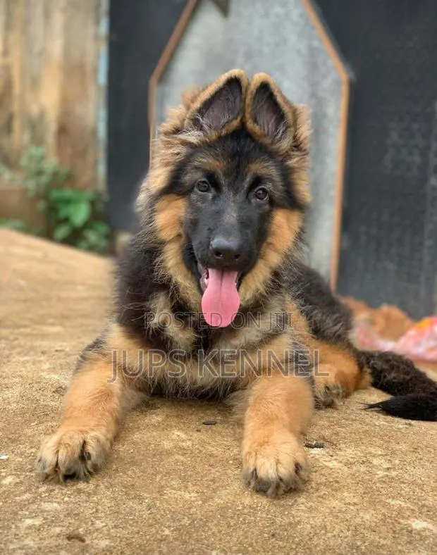 1-3 months Female Purebred German Shepherd · Photo 1