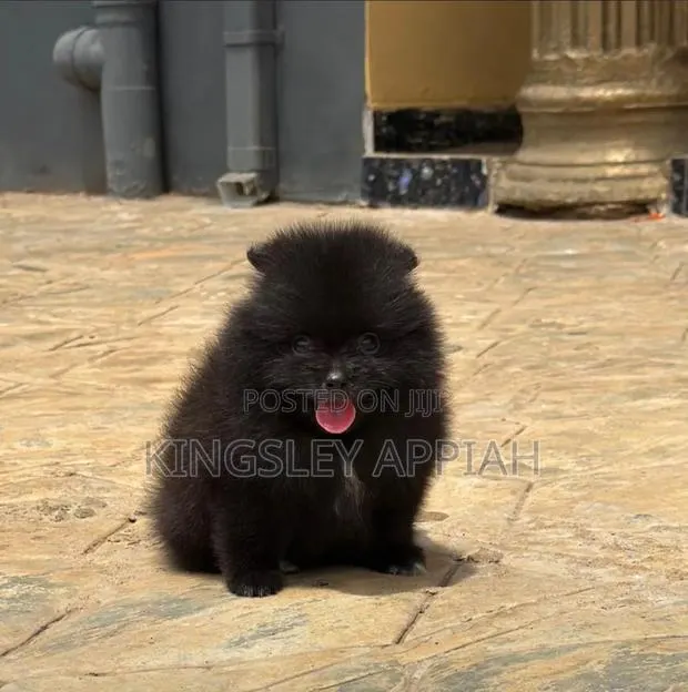 1-3 months Female Purebred Pomeranian · Photo 1