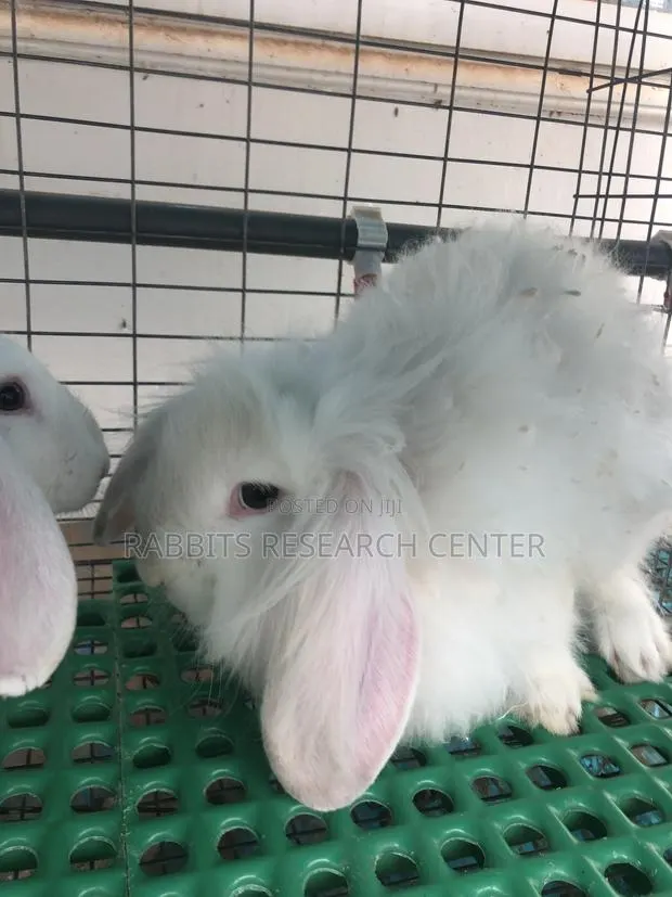 Free Rabbit Consultation and Treatment Guide · Photo 3