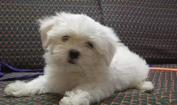 1-3 months Female Purebred Poodle · Photo 1