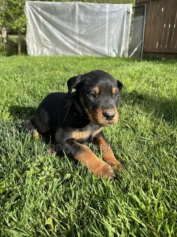 1-3 months Male Purebred Doberman Pinscher · Photo 1