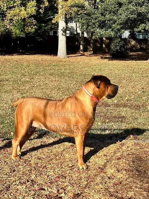1-3 months Male Purebred Boerboel · Photo 1