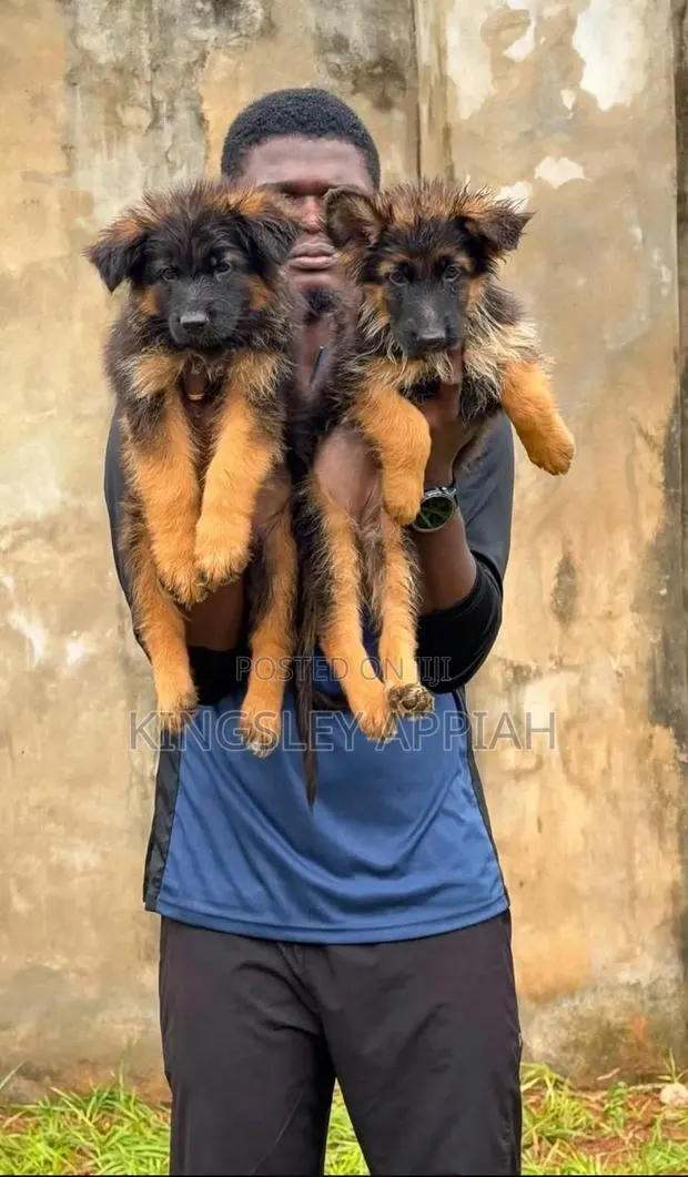 1-3 months Male Purebred German Shepherd · Photo 1