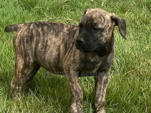 1-3 months Female Mixed Breed Boerboel · Photo 1