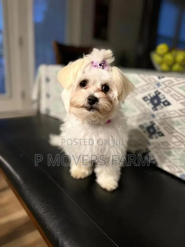 1-3 months Female Purebred Maltese · Photo 1