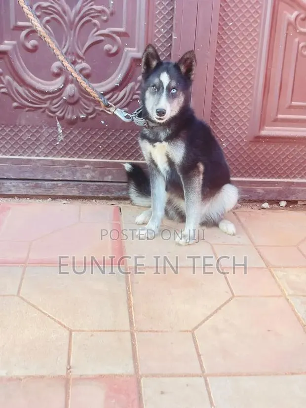 3-6 months Female Purebred Siberian Husky · Photo 2