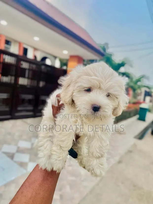 1-3 months Male Purebred Poodle · Photo 1