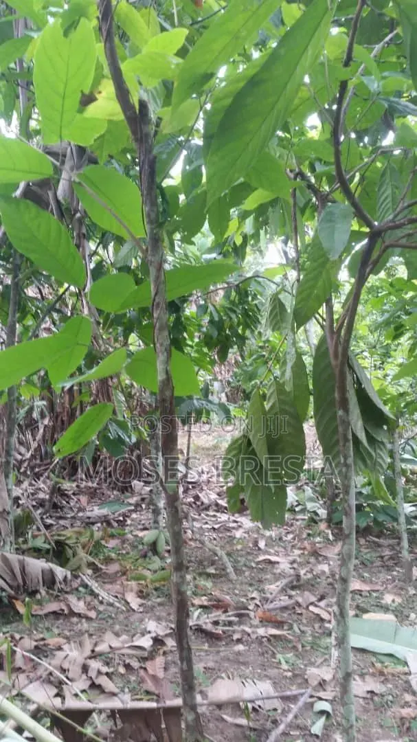 6 Acres Cocoa Farm at Nsoatre · Photo 4