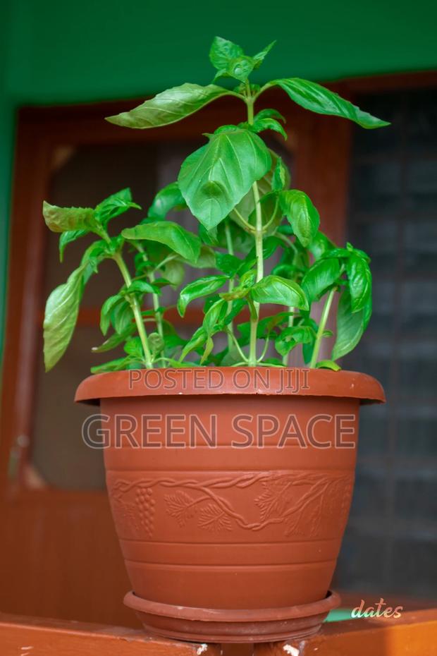 Basil Plant for Sale · Photo 1