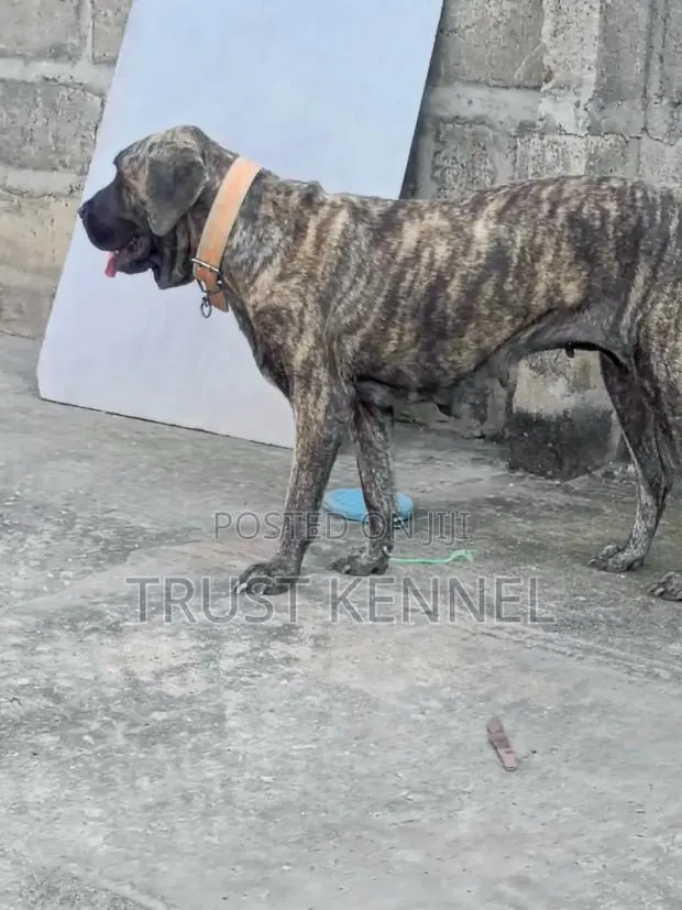 6-12 months Male Purebred Boerboel · Photo 1