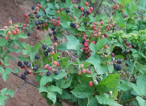 Exotic Blackberry Seedlings – Fast Fruiting Easy to Grow! · Photo 2