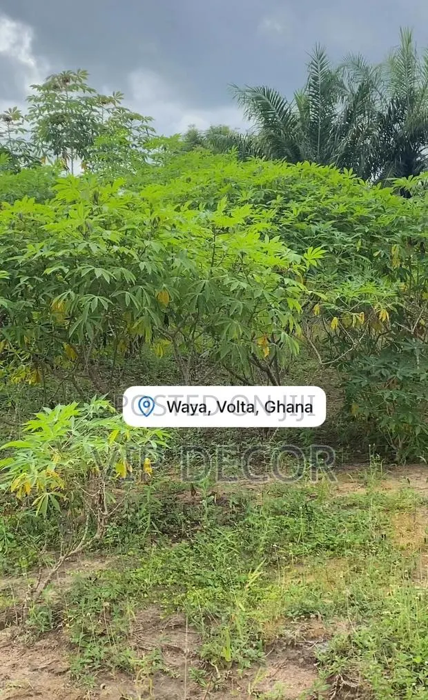 The Best Organic Cassava · Photo 1