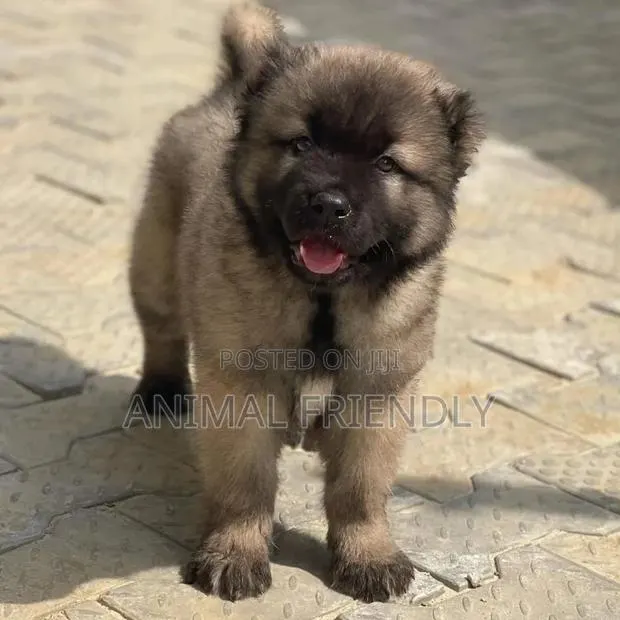 1-3 months Male Purebred Caucasian Shepherd · Photo 1