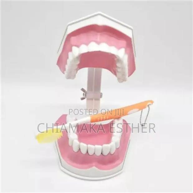 Medical Model Dental Teeth · Photo 1