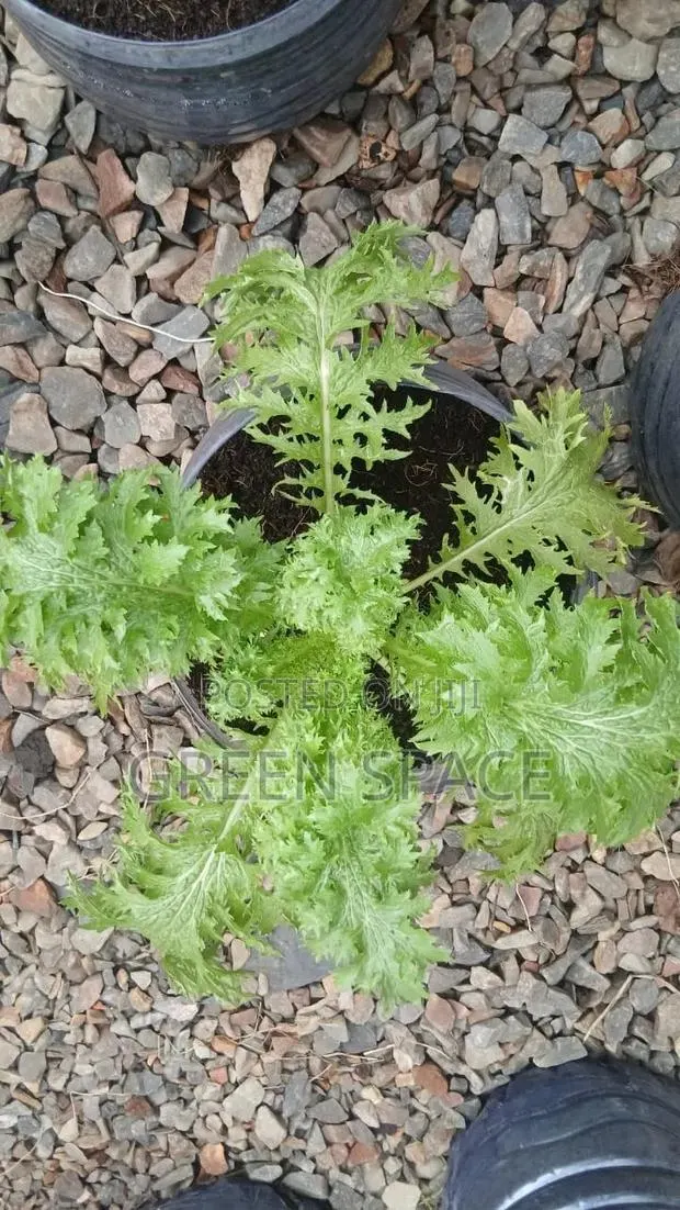 Mustard Greens Seedling · Photo 1
