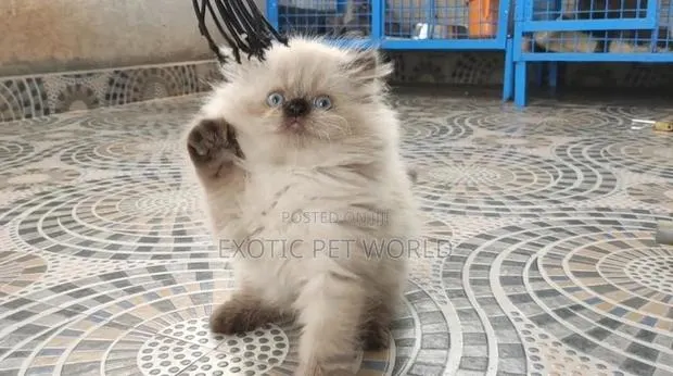 1-3 months Male Purebred Persian