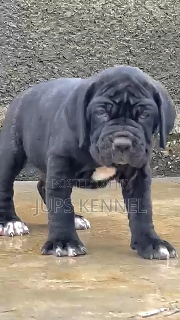 1-3 months Female Purebred Cane Corso · Photo 3