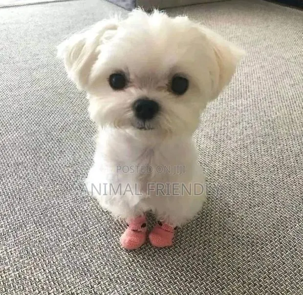 1-3 months Male Purebred Poodle · Photo 1