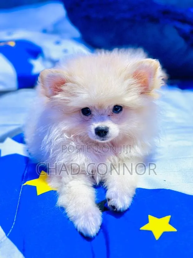 1-3 months Male Purebred Pomeranian · Photo 1