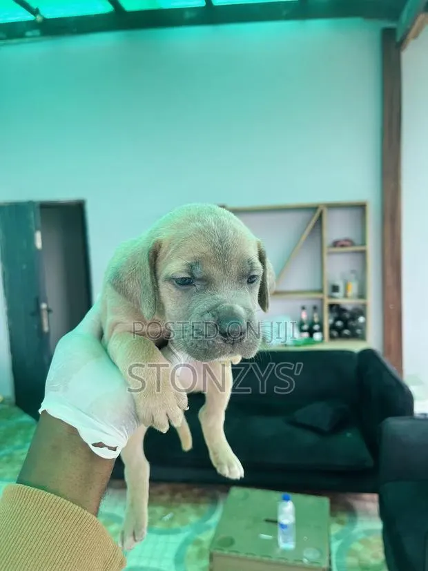 0-1 month Female Purebred Cane Corso · Photo 1