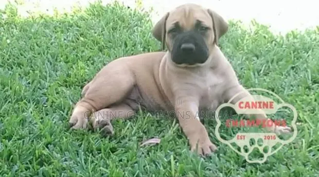 1-3 months Female Purebred Boerboel · Photo 1