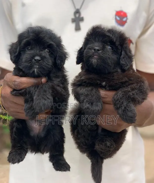 1-3 months Male Purebred Poodle · Photo 1