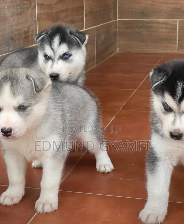1-3 months Female Purebred Siberian Husky