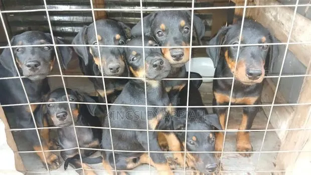 1-3 months Male Purebred Doberman Pinscher · Photo 1