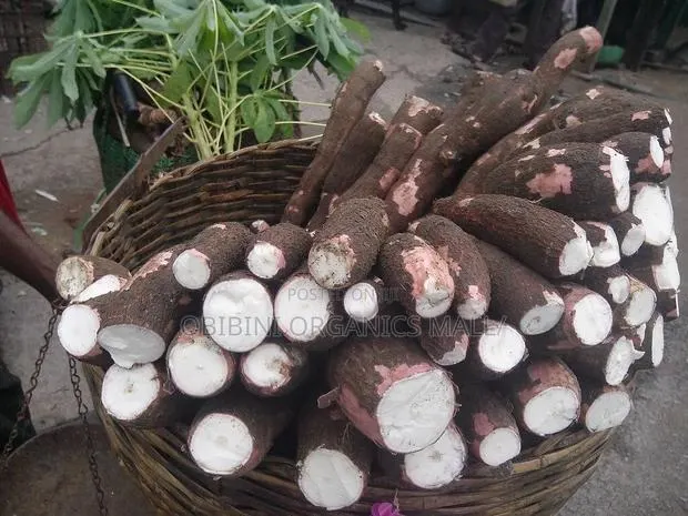 Fresh Cassava · Photo 1