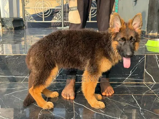 1-3 months Male Purebred German Shepherd · Photo 1