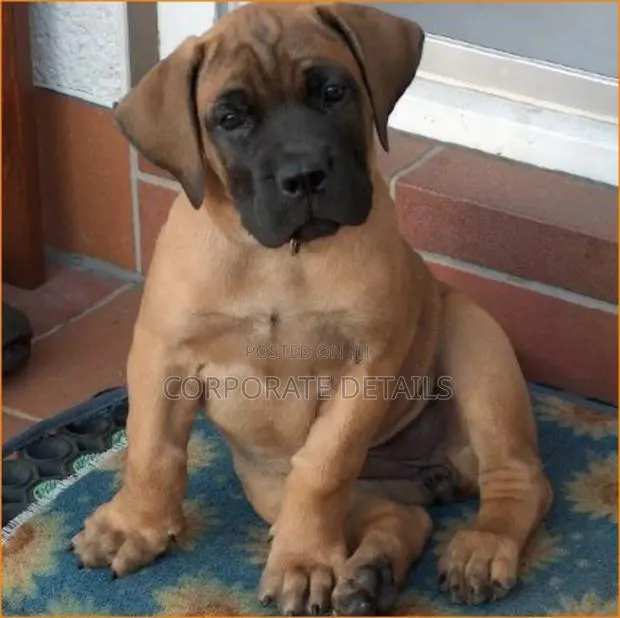 1-3 months Male Purebred Boerboel · Photo 1