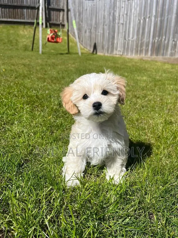 3-6 months Female Purebred Maltese · Photo 1