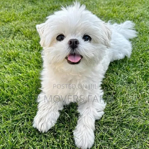 1-3 months Female Purebred Maltese · Photo 1