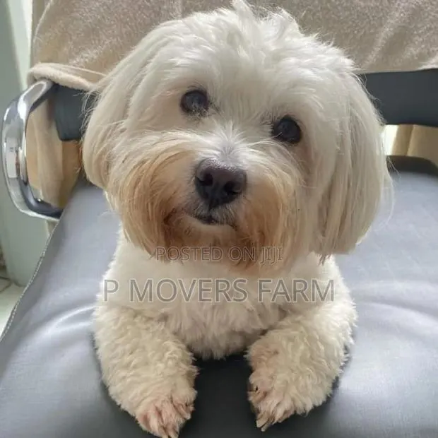 1-3 months Male Purebred Poodle · Photo 1