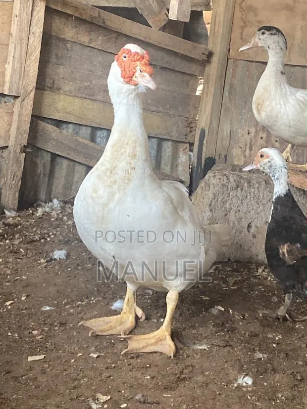 Pure Breed Male Muscovy Duck · Photo 1
