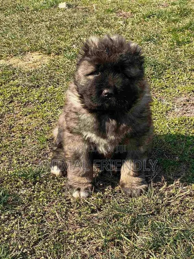 1-3 months Female Purebred Caucasian Shepherd · Photo 1