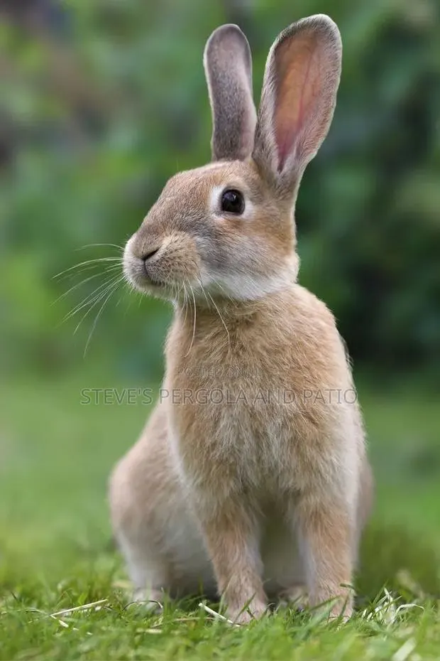 Rabbit Farm · Photo 2