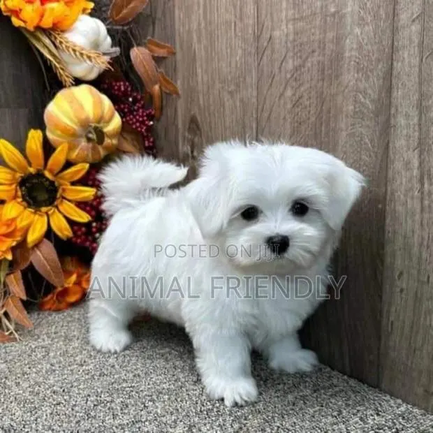 1-3 months Female Purebred Poodle · Photo 1