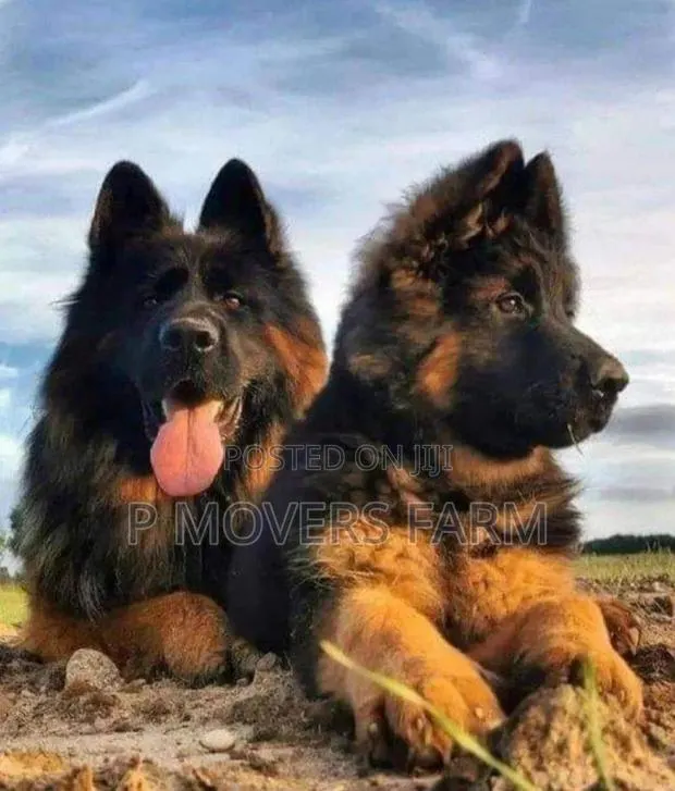 1-3 months Male Purebred German Shepherd · Photo 1