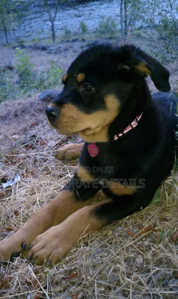 1+ year Male Purebred Rottweiler · Photo 1