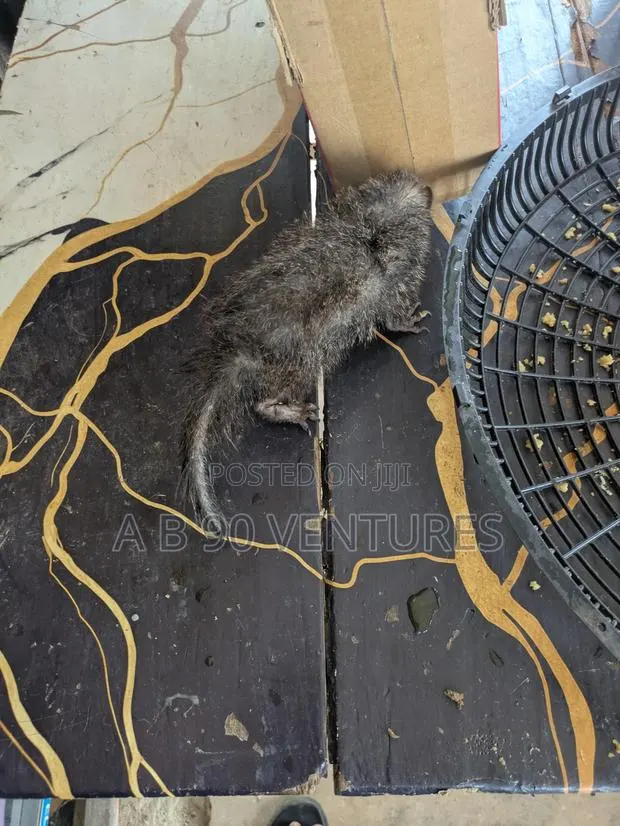 Ahwiaaa Mongoose · Photo 4