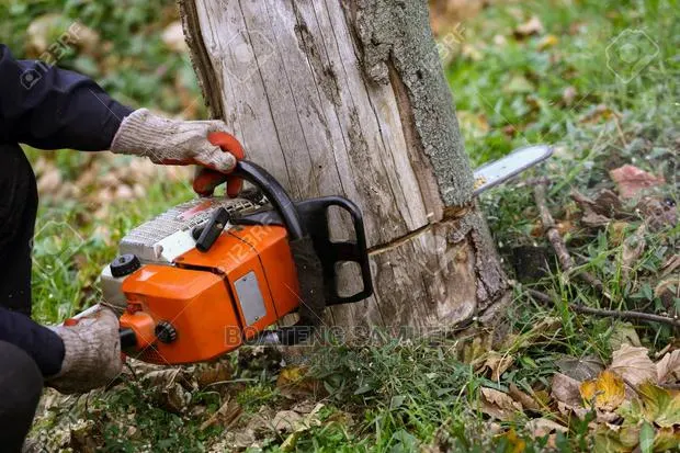 Chainsaw Operators to Cut Your Trees for You · Photo 1