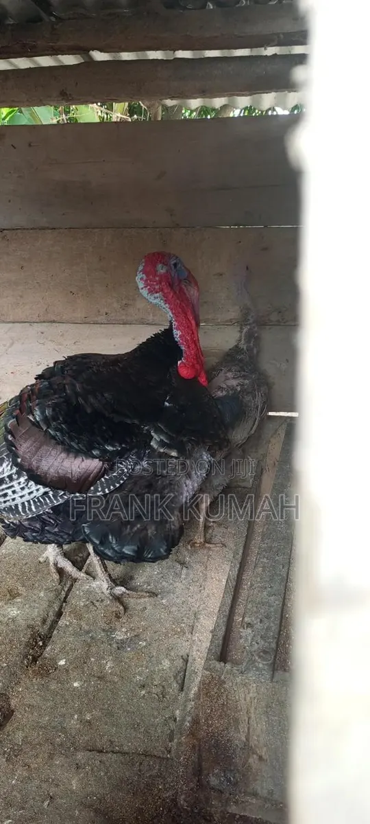 MaleTurkey · Photo 1