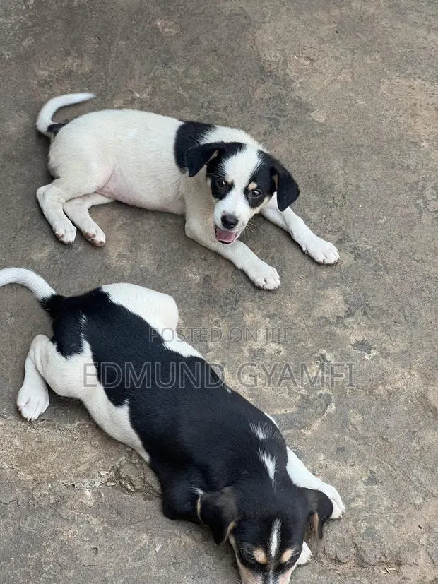1-3 months Female Purebred Mongrel (No Breed) · Photo 1