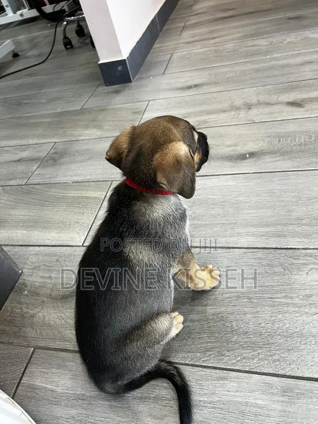 1-3 months Female Purebred German Shepherd · Photo 1