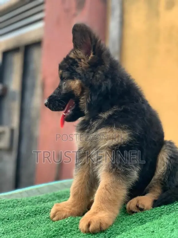 1-3 months Male Purebred German Shepherd · Photo 1