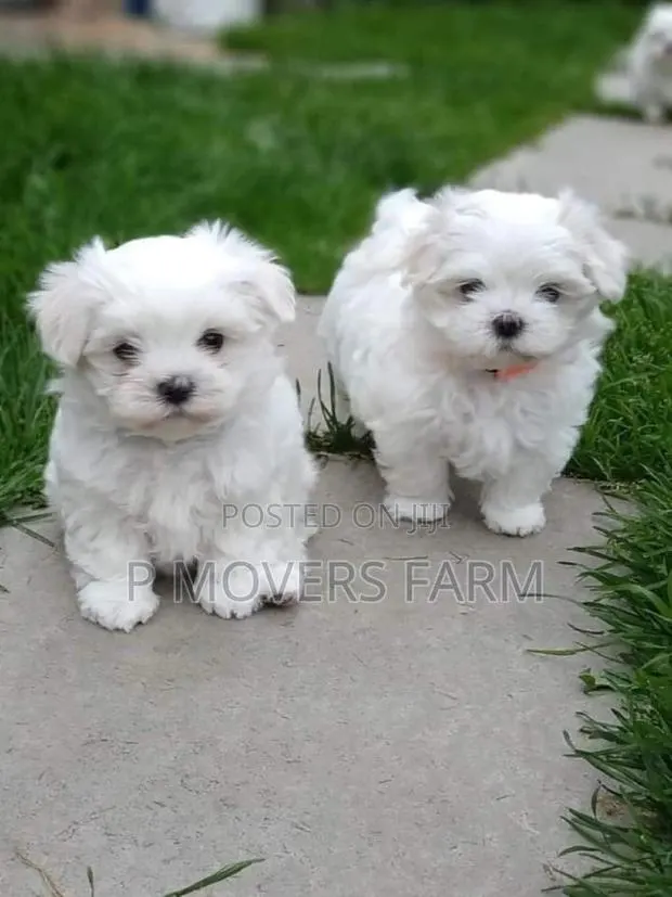 1-3 months Male Purebred Maltese · Photo 1